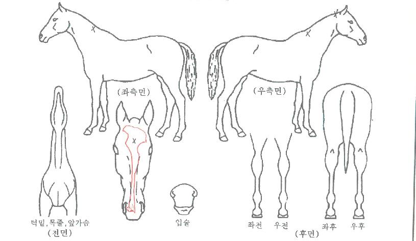 ��Ʈ��Ʈ�� ����,���,�޸�,�λ�,�ٸ��� Ư¡����