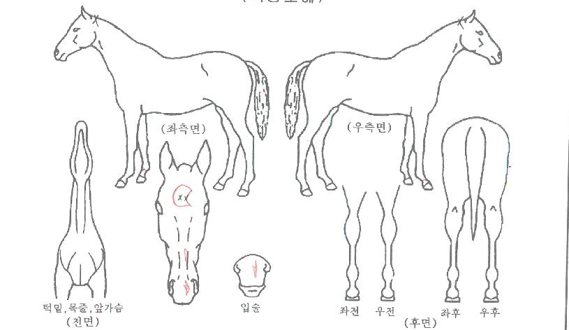 ���ο���ŷ�� ����,���,�޸�,�λ�,�ٸ��� Ư¡����