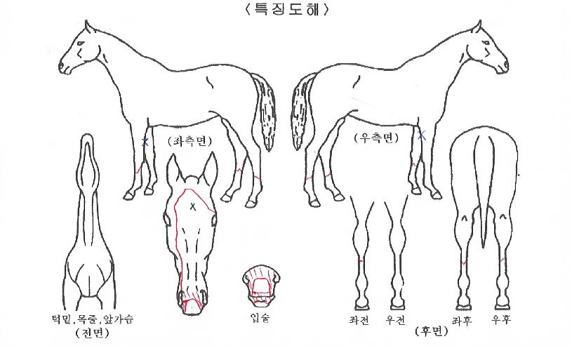 �����׶����� ����,���,�޸�,�λ�,�ٸ��� Ư¡����