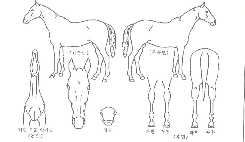 ���Ǵ�Ƽ���� ����,���,�޸�,�λ�,�ٸ��� Ư¡����