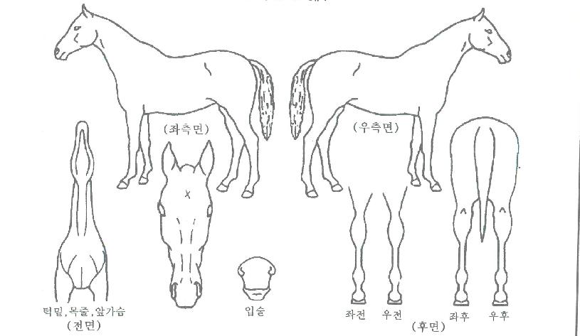 �������̾��� ����,���,�޸�,�λ�,�ٸ��� Ư¡����