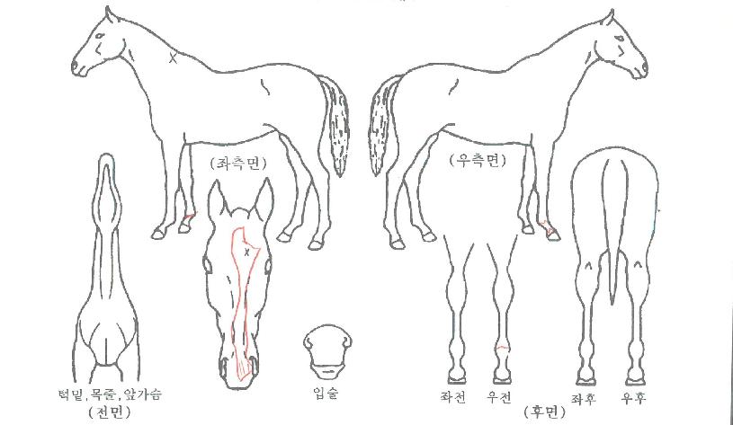 ÅäŲ¹Ù¿ìÆ®ÀÚ¸¶ÀÇ Ãø¸é,¿ì¸é,µÞ¸é,µÎ»ó,´Ù¸®ÀÇ Æ¯Â¡µµÇØ