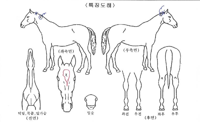 °í¼Ó´ë¹ÚÀÇ Ãø¸é,¿ì¸é,µÞ¸é,µÎ»ó,´Ù¸®ÀÇ Æ¯Â¡µµÇØ