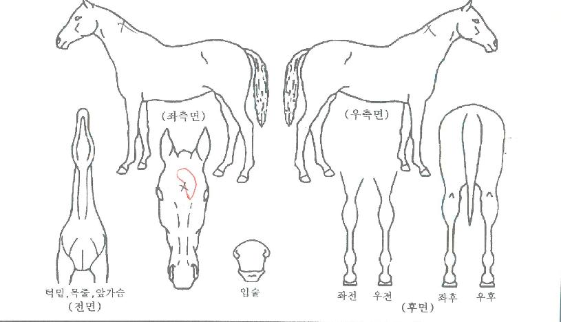 ÀͽºÇÁ·¹½º·±ÀÇ Ãø¸é,¿ì¸é,µÞ¸é,µÎ»ó,´Ù¸®ÀÇ Æ¯Â¡µµÇØ