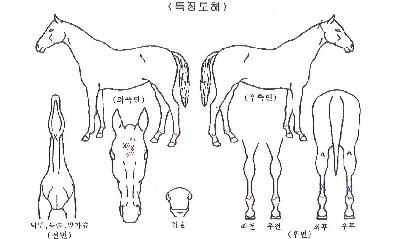 ����Ʈķ���� ����,���,�޸�,�λ�,�ٸ��� Ư¡����