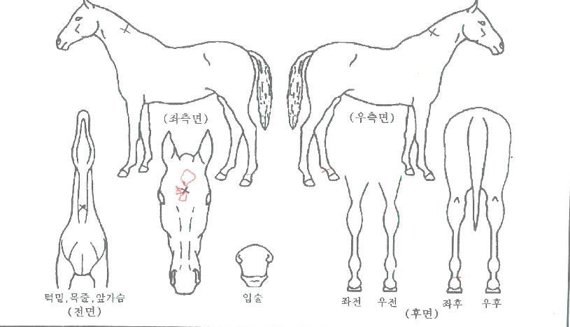 ¿ì½Â°ÀÚÀÇ Ãø¸é,¿ì¸é,µÞ¸é,µÎ»ó,´Ù¸®ÀÇ Æ¯Â¡µµÇØ