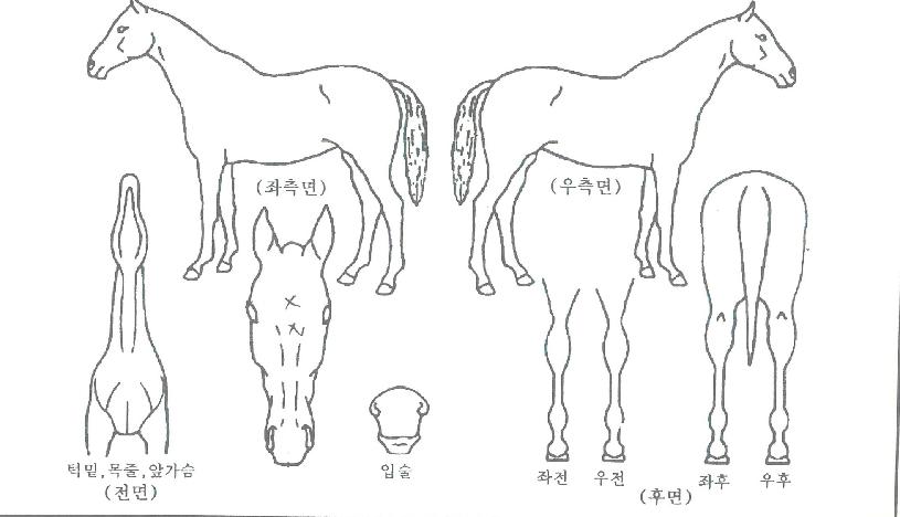 ¿ÃÄâÀÌ¾îÆ®ÀÚ¸¶ÀÇ Ãø¸é,¿ì¸é,µÞ¸é,µÎ»ó,´Ù¸®ÀÇ Æ¯Â¡µµÇØ