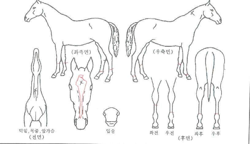 �Ƶ������� ����,���,�޸�,�λ�,�ٸ��� Ư¡����