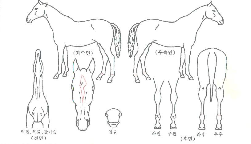 ¿ø´õÇ®·¹À̵ðÀÇ Ãø¸é,¿ì¸é,µÞ¸é,µÎ»ó,´Ù¸®ÀÇ Æ¯Â¡µµÇØ