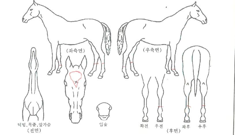 ½ºÇǵ尡ÀÌÀÇ Ãø¸é,¿ì¸é,µÞ¸é,µÎ»ó,´Ù¸®ÀÇ Æ¯Â¡µµÇØ