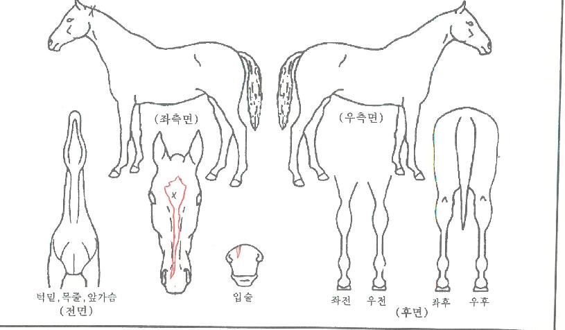 ���������� ����,���,�޸�,�λ�,�ٸ��� Ư¡����