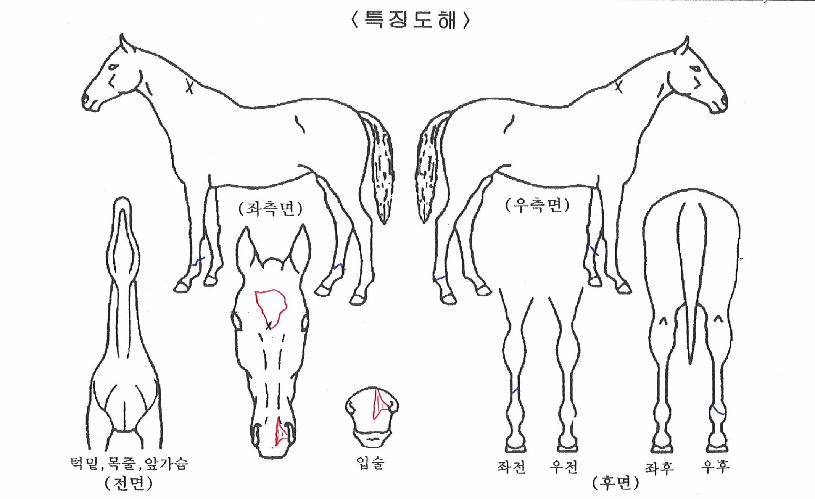 ¶ó°Ô¸£Å¸ÀÇ Ãø¸é,¿ì¸é,µÞ¸é,µÎ»ó,´Ù¸®ÀÇ Æ¯Â¡µµÇØ