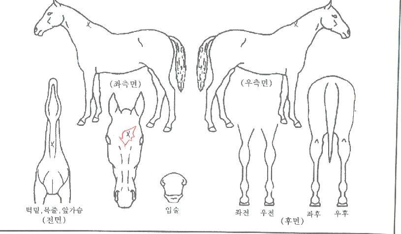 Çʱ׸²ÀÇ Ãø¸é,¿ì¸é,µÞ¸é,µÎ»ó,´Ù¸®ÀÇ Æ¯Â¡µµÇØ