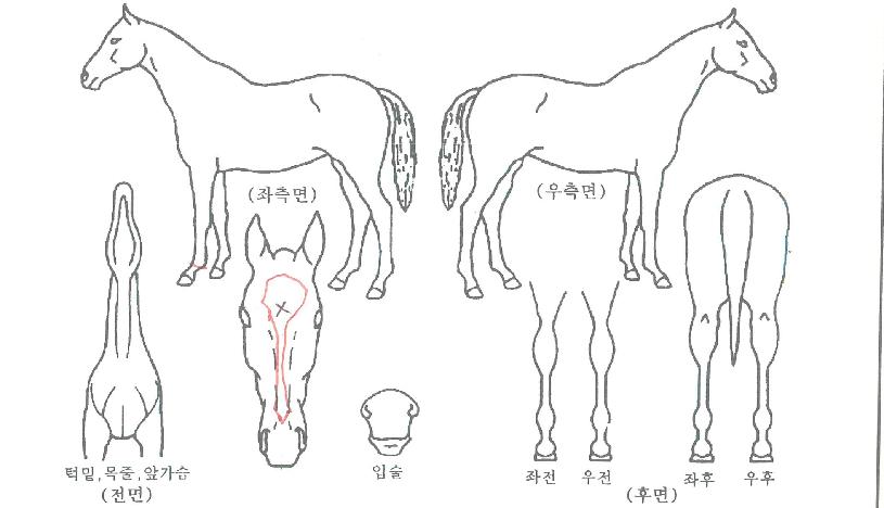 ¯���� ����,���,�޸�,�λ�,�ٸ��� Ư¡����