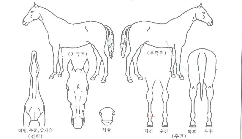 ½ºÅ¸»÷µåÀÇ Ãø¸é,¿ì¸é,µÞ¸é,µÎ»ó,´Ù¸®ÀÇ Æ¯Â¡µµÇØ