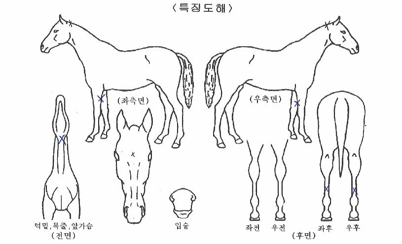 Åëõ´ë·ÎÀÇ Ãø¸é,¿ì¸é,µÞ¸é,µÎ»ó,´Ù¸®ÀÇ Æ¯Â¡µµÇØ