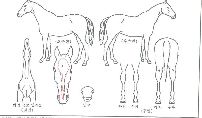 ��ο������� ����,���,�޸�,�λ�,�ٸ��� Ư¡����