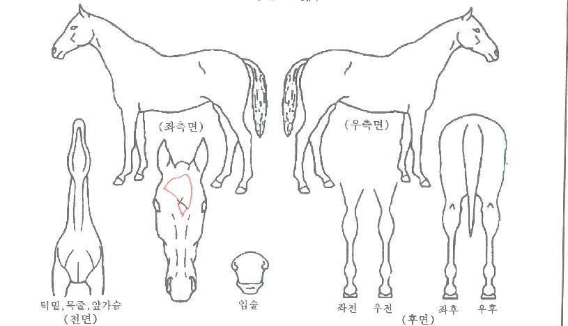 �����̼��ڸ��� ����,���,�޸�,�λ�,�ٸ��� Ư¡����