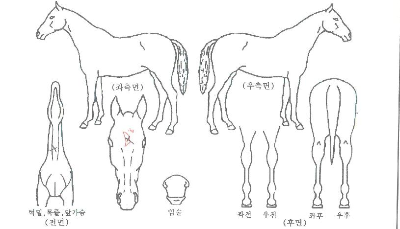 �����Ƿε��� ����,���,�޸�,�λ�,�ٸ��� Ư¡����