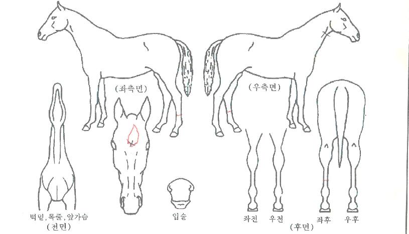 ��ġ�̷��ڸ��� ����,���,�޸�,�λ�,�ٸ��� Ư¡����