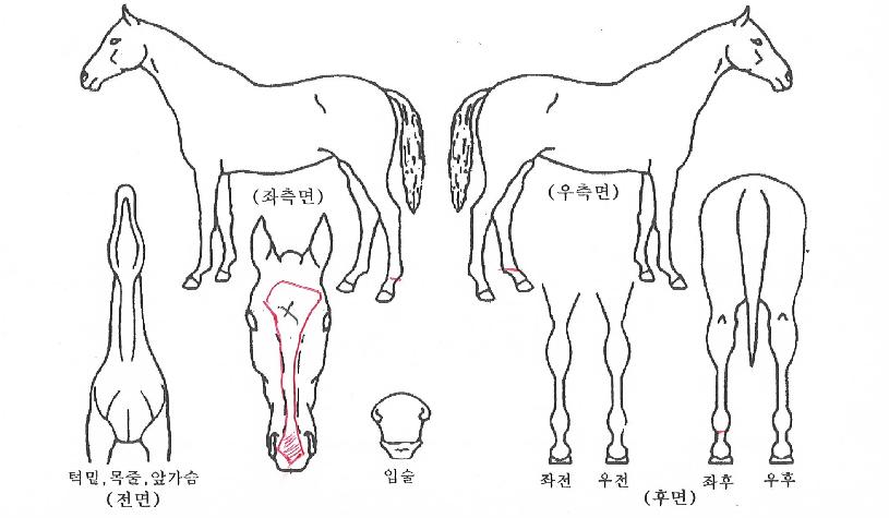 ÀκòÅͽºÀÇ Ãø¸é,¿ì¸é,µÞ¸é,µÎ»ó,´Ù¸®ÀÇ Æ¯Â¡µµÇØ