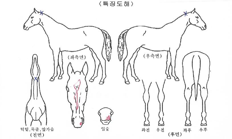 ��̴������� ����,���,�޸�,�λ�,�ٸ��� Ư¡����