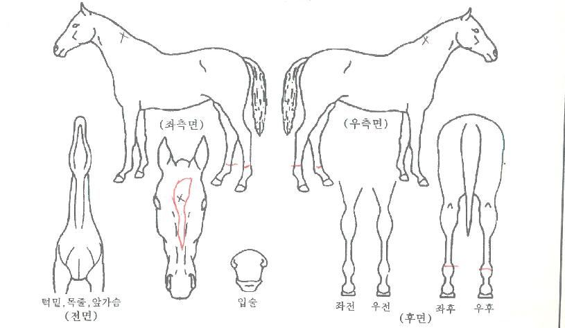 ��ٸ��۷����� ����,���,�޸�,�λ�,�ٸ��� Ư¡����