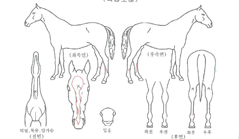 ���������� ����,���,�޸�,�λ�,�ٸ��� Ư¡����