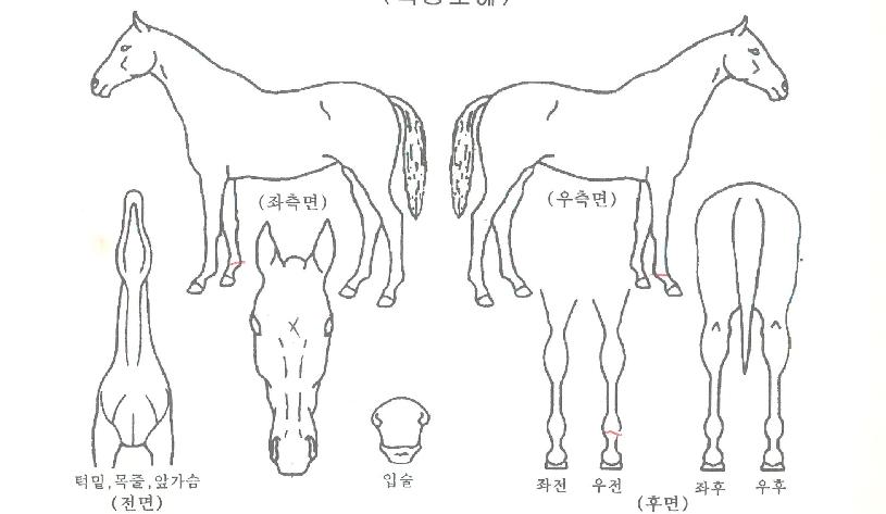 ÆÅ½º³ª³ëÀÇ Ãø¸é,¿ì¸é,µÞ¸é,µÎ»ó,´Ù¸®ÀÇ Æ¯Â¡µµÇØ