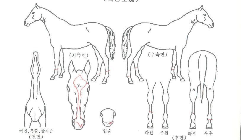 �������Ű��� ����,���,�޸�,�λ�,�ٸ��� Ư¡����