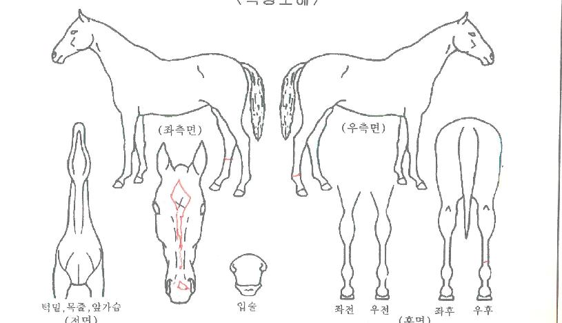 ´í½Ì¶óÄ«ÀÚ¸¶ÀÇ Ãø¸é,¿ì¸é,µÞ¸é,µÎ»ó,´Ù¸®ÀÇ Æ¯Â¡µµÇØ