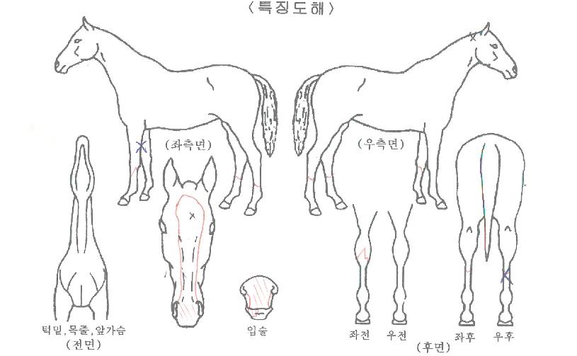 ī���뽺Ÿ�� ����,���,�޸�,�λ�,�ٸ��� Ư¡����