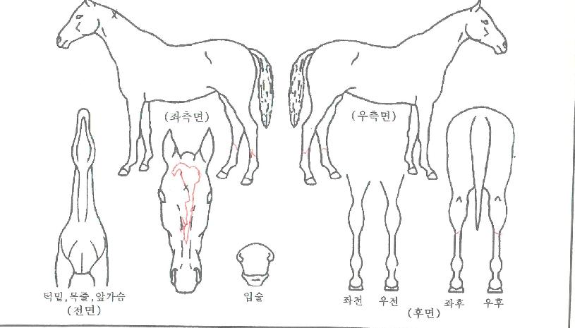 ¾ÆÄí¾ÆÇÁ¸°¼¼½ºÀÚ¸¶ÀÇ Ãø¸é,¿ì¸é,µÞ¸é,µÎ»ó,´Ù¸®ÀÇ Æ¯Â¡µµÇØ