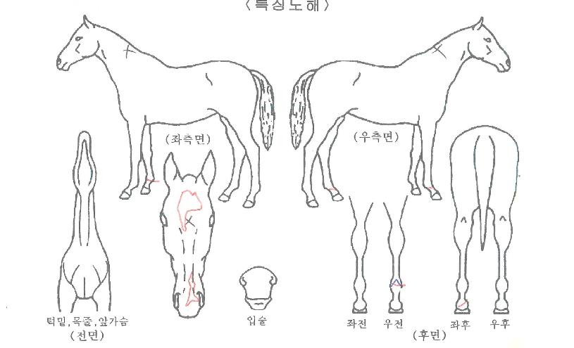 ´ëÇÑÁúÁÖÀÇ Ãø¸é,¿ì¸é,µÞ¸é,µÎ»ó,´Ù¸®ÀÇ Æ¯Â¡µµÇØ