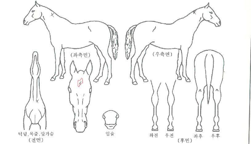 ³²µµ°¥¸Å±âÀÇ Ãø¸é,¿ì¸é,µÞ¸é,µÎ»ó,´Ù¸®ÀÇ Æ¯Â¡µµÇØ