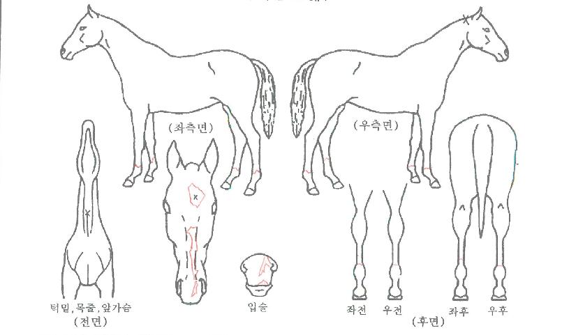 ����ĵ���� ����,���,�޸�,�λ�,�ٸ��� Ư¡����