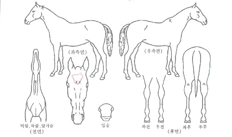 ���������ڸ��� ����,���,�޸�,�λ�,�ٸ��� Ư¡����