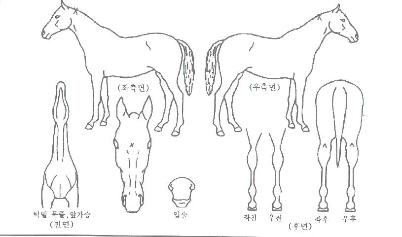 ºô¸®ºêÀιÌÅõÀÚ¸¶ÀÇ Ãø¸é,¿ì¸é,µÞ¸é,µÎ»ó,´Ù¸®ÀÇ Æ¯Â¡µµÇØ