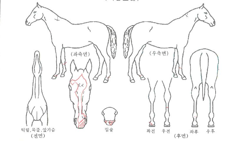 ����Ǯ����Ʈ�� ����,���,�޸�,�λ�,�ٸ��� Ư¡����