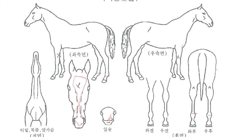 ����Ǯ����Ƽ�� ����,���,�޸�,�λ�,�ٸ��� Ư¡����