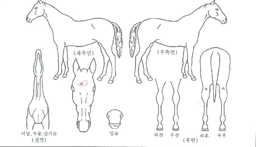 ÄÉÀÌÃàÁ¦ÀÇ Ãø¸é,¿ì¸é,µÞ¸é,µÎ»ó,´Ù¸®ÀÇ Æ¯Â¡µµÇØ
