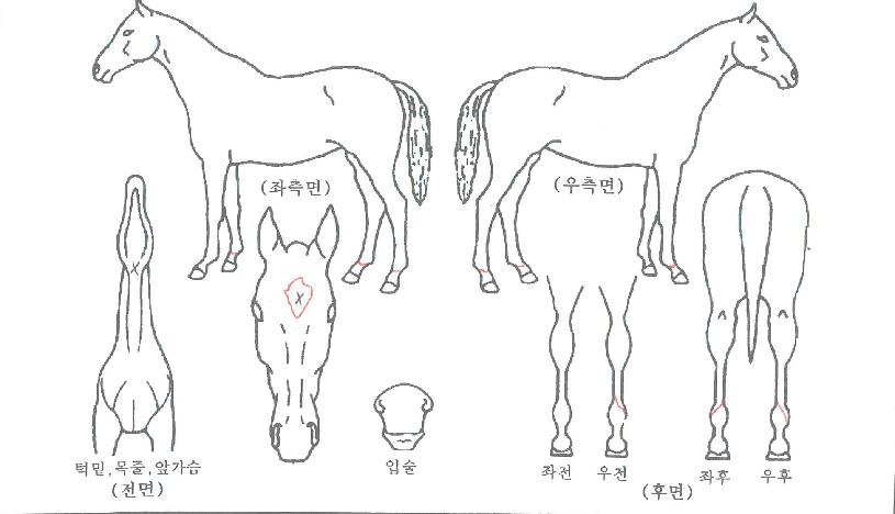 ���򷲺�Ƽ�ڸ��� ����,���,�޸�,�λ�,�ٸ��� Ư¡����