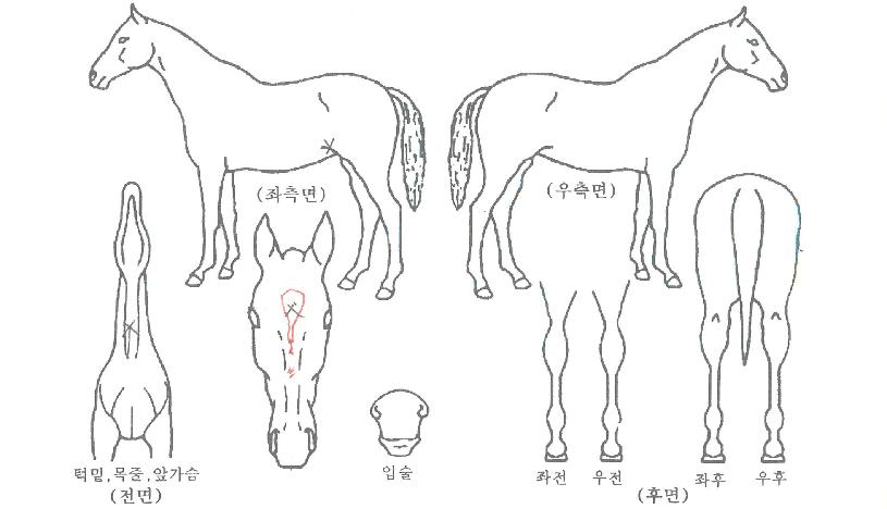 ��������� ����,���,�޸�,�λ�,�ٸ��� Ư¡����