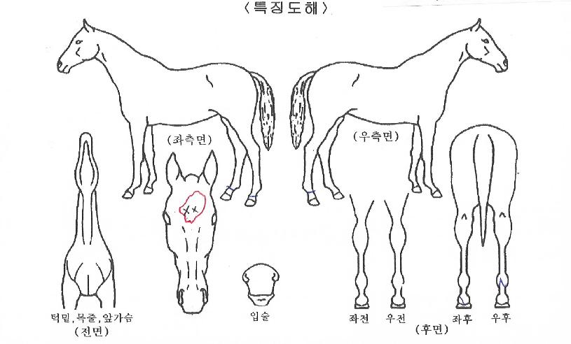 Â÷¹ÖºÕÀÇ Ãø¸é,¿ì¸é,µÞ¸é,µÎ»ó,´Ù¸®ÀÇ Æ¯Â¡µµÇØ