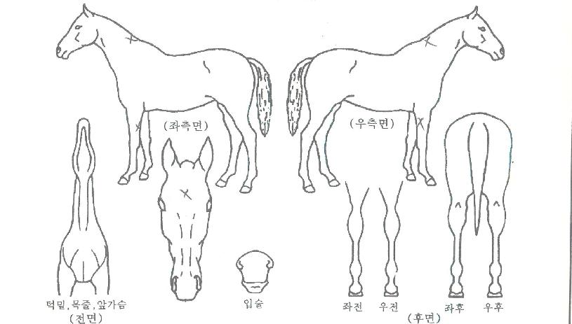 ����Ǳ����� ����,���,�޸�,�λ�,�ٸ��� Ư¡����