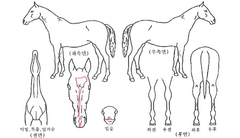 õ���� ����,���,�޸�,�λ�,�ٸ��� Ư¡����