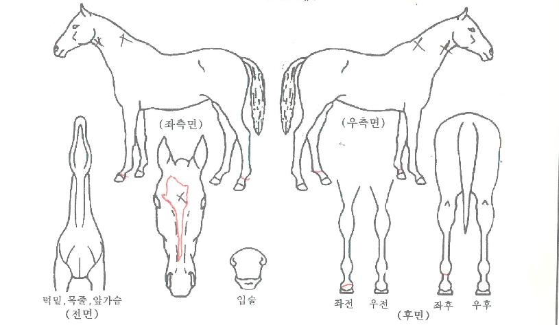 ¸®¾Æ³íÆ÷ÀÎÆ®ÀÇ Ãø¸é,¿ì¸é,µÞ¸é,µÎ»ó,´Ù¸®ÀÇ Æ¯Â¡µµÇØ