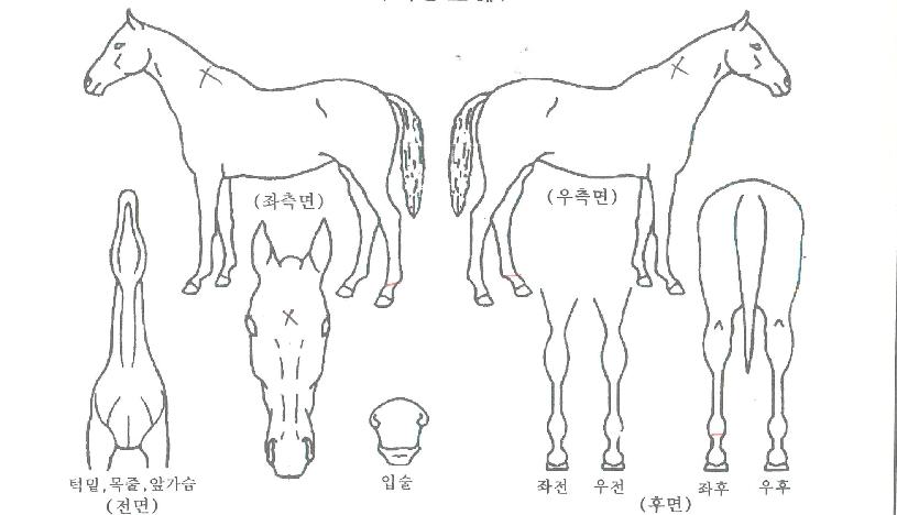 ½Ì¼¶½ÌÄÁÆ®¸®ÀÚ¸¶ÀÇ Ãø¸é,¿ì¸é,µÞ¸é,µÎ»ó,´Ù¸®ÀÇ Æ¯Â¡µµÇØ
