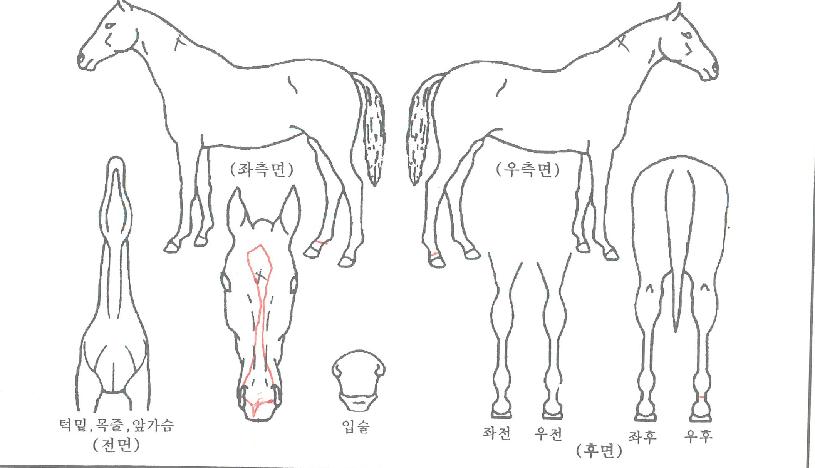 ´ÙÀÌ¾ÆÆ÷½ºÀÇ Ãø¸é,¿ì¸é,µÞ¸é,µÎ»ó,´Ù¸®ÀÇ Æ¯Â¡µµÇØ