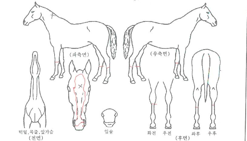 �Ƹ��ٿ���� ����,���,�޸�,�λ�,�ٸ��� Ư¡����